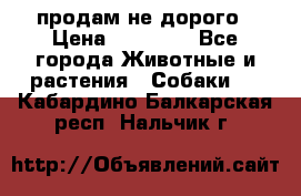 продам не дорого › Цена ­ 10 000 - Все города Животные и растения » Собаки   . Кабардино-Балкарская респ.,Нальчик г.